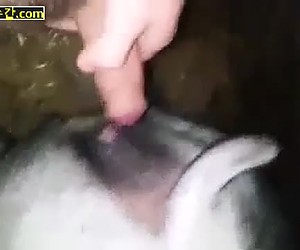 수간야동 : 미친놈은 자신의 큰 자지를 개 보지에다 박아버립니다