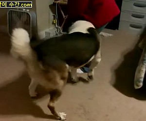 수간야동 : 여주인만 보면 박고싶은 강아지,박고 빨고 다 하는 개새끼