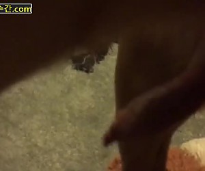 수간야동 : 여주인 보지맛을 맛본 개 자지는 사정후에도 좀처럼 죽지 않습니다
