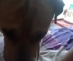 수간야동 : 충성하는 개새끼는 주인이 원하는것을 알고 보지를 빨아줍니다