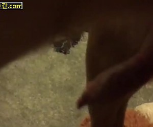 수간야동 : 여주인 보지속에 사정끝난 개 자지에서는 정액이 계속 흘러내립니다