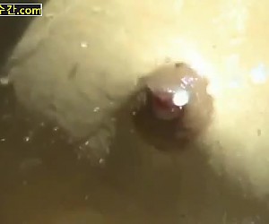 수간야동 : 큰 애완경은 젖꼭지가 이쁜 주인 걸레년의 보지를 야무지게 따먹어버립니다