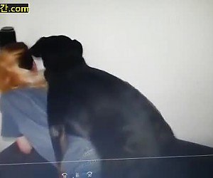수간야동 : 이웃의 개를 집으로 데리고와서 수간섹스하는 미친년