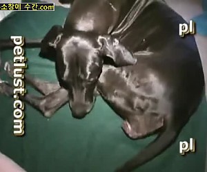 수간야동 : 애완 동물을 성교시킵니다