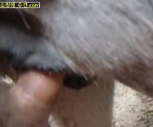 수간야동 : 친구가 섹시한 암말을 성교시킵니다