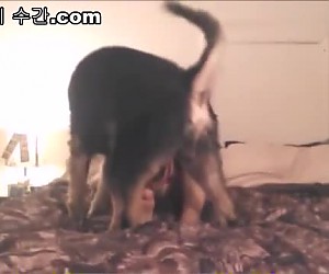 수간야동 : 침대에서 개랑 뜨거운 시간을 가지는 걸레년