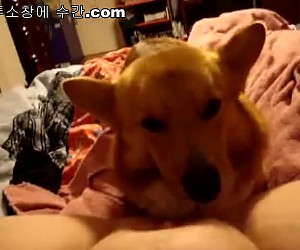 수간야동 : 개와 하드 섹스를 하는 18세 소년들