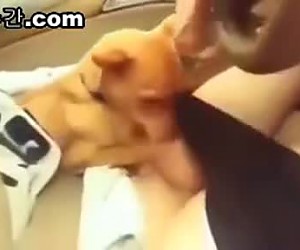 수간야동 : 개가 여자의 보지를 핥는다