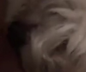 수간야동 : 개가 나이든 여성의 보지를 핥다